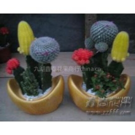供應(yīng)金虎仙人球批發(fā) 組合仙人球批發(fā) 多肉小盆栽批發(fā)