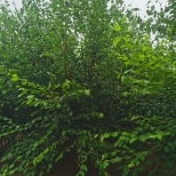供應(yīng) 落葉叢生白樺 園林綠化白樺樹苗 園林綠化工程