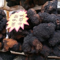 樺褐孔菌功效 白樺茸 樺樹(shù)茸多少錢(qián)一斤