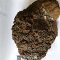 白樺茸哪里可以購(gòu)買(mǎi)到 樺褐孔菌多少錢(qián)一公斤