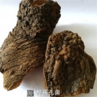 樺褐孔菌產(chǎn)地直銷*** 白樺茸哪里購買便宜