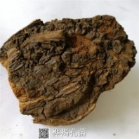 樺褐孔菌 白樺茸藥用用法及用量 白樺茸藥用有什么藥效