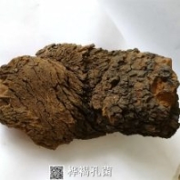白樺茸 白樺茸的功效與作用 當(dāng)年貨樺褐孔菌價格