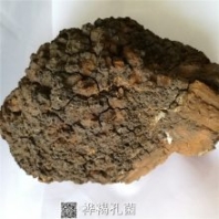 中藥材白樺茸價格多少錢一斤