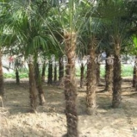 棕櫚價格_棕櫚基地_棕櫚產(chǎn)地_棕櫚綠化苗木苗圃基地