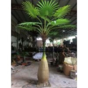 仿真植物廠家 鴻晟仿真扇葵樹酒店 商場(chǎng)室外裝飾 棕櫚樹