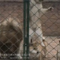 藏獒養(yǎng)殖基地圍欄 犬舍鐵絲護(hù)欄 狗窩菱形孔籠子 迅鷹美格防護(hù)柵欄廠家