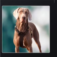 警犬牽引繩狗繩金毛中大型犬胸背帶牽引遛狗繩