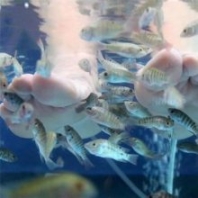 生猛星子魚親親魚苗 魚缸按摩足療紅色親親魚正宗